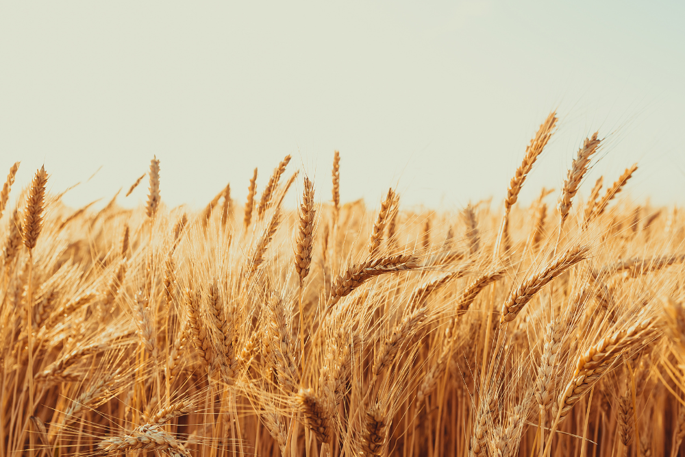 How Regenerative Farming is Changing the Face of Flour & Pizza in the UK