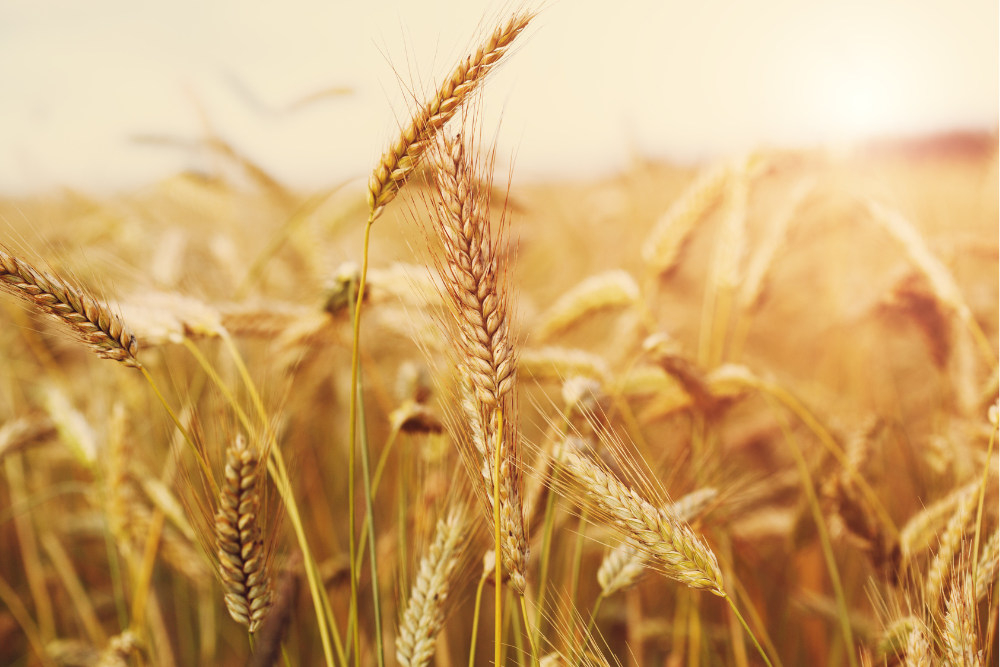 Regenerative Farmed Wheat for Pizza